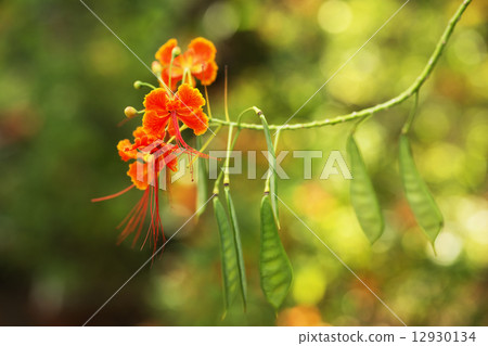 鵝的花 鵝的花 12930134