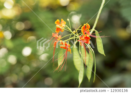 鵝的花 鵝的花 12930136