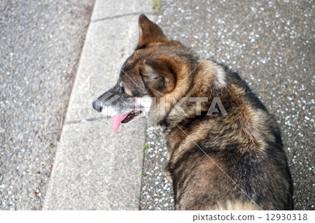 狗散步時 12930318