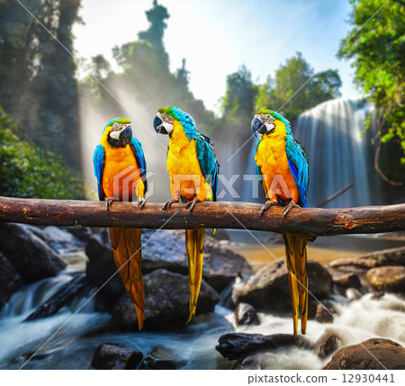 Blue-and-Yellow Macaw Ara ararauna 12930441