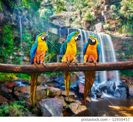 Blue-and-Yellow Macaw Ara ararauna Blue-and-Yellow Macaw Ara ararauna 12930457