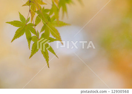 秋天的景色 秋天的景色 12930568
