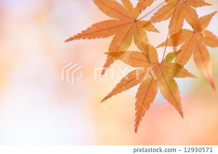 秋天的景色 12930571