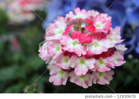 Verbena Verbena 12930678