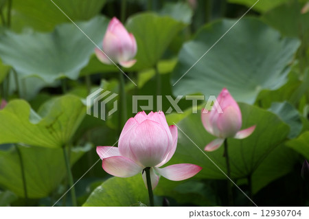 Oga蓮花 Oga蓮花 12930704