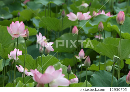 Oga lotus Oga lotus 12930705