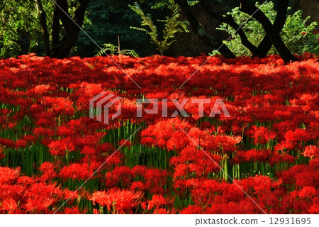 Pearl red in a drawstring 12931695