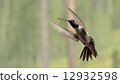 Hummingbird in flight 12932598