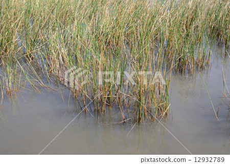 美國邁阿密大沼澤地國家公園 美國邁阿密大沼澤地國家公園 12932789