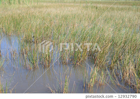 美國邁阿密大沼澤地國家公園 美國邁阿密大沼澤地國家公園 12932790