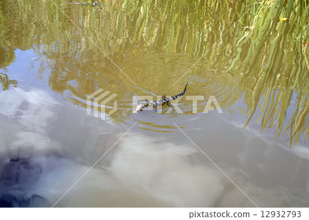 美國邁阿密大沼澤地國家公園 美國邁阿密大沼澤地國家公園 12932793