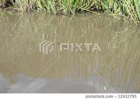 美國邁阿密大沼澤地國家公園 美國邁阿密大沼澤地國家公園 12932795