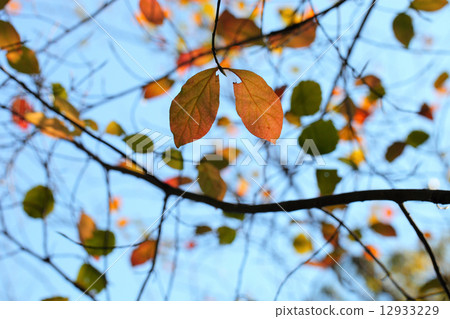 Autumn leaves of Tulipana 12933229