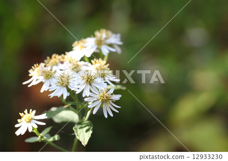 Inakagiku's flower Inakagiku's flower 12933230