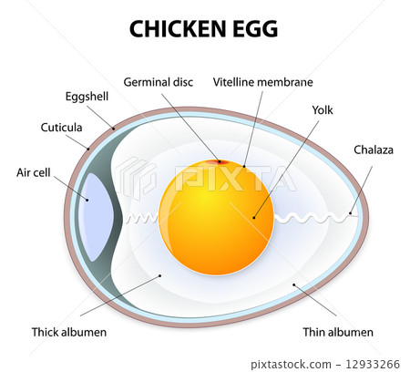 chicken egg anatomy 12933266