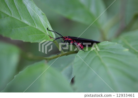 A living thing insect clover, a black wing makes a red fuselage stand out, but a rear wing has a beautiful brighter color 12933461