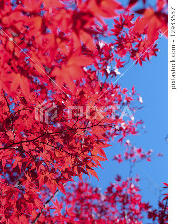 Autumn leaves Autumn leaves 12933537