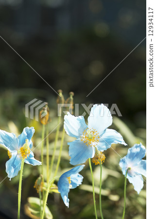 喜馬拉雅山的罌粟 12934117