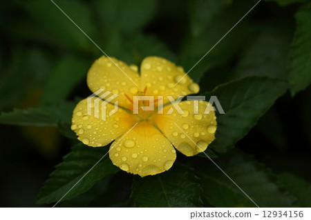 天然植物trunella ulmifolia,在雨中出現鮮豔的黃色,但它會在晚上癟① 天然植物trunella ulmifolia,在雨中出現鮮豔的黃色,但它會在晚上癟① 12934156