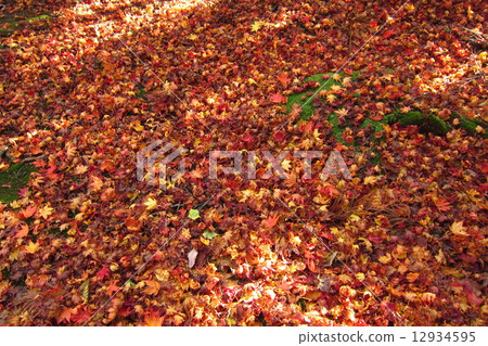 Carpet of fallen leaves 12934595