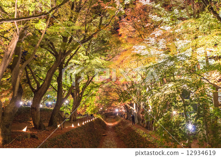 秋天的樹葉照亮了 秋天的樹葉照亮了 12934619