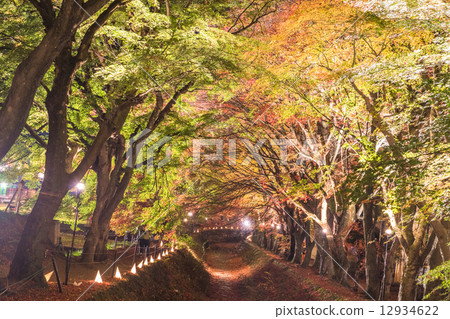 秋天的樹葉照亮了 12934622