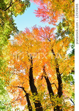 Autumn leaves of Hananooki 12934846