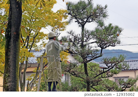 Pine pruning 12935002