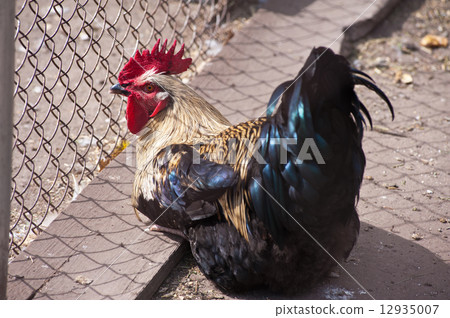 Rooster cock Rooster cock 12935007
