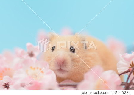 Sakura and kinka hamster Sakura and kinka hamster 12935274