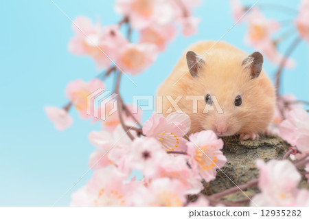 Sakura and kinka hamster 12935282