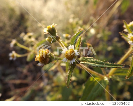 毛茸茸的士兵 12935402