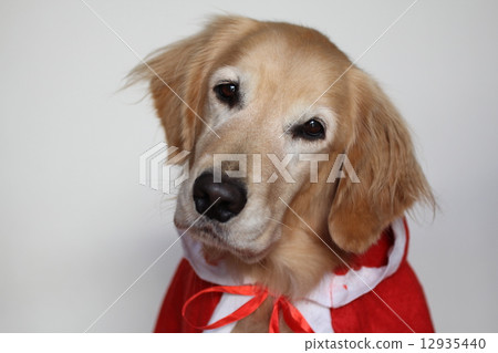金毛獵犬聖誕老人 12935440