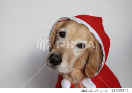 金毛獵犬聖誕老人 金毛獵犬聖誕老人 12935441