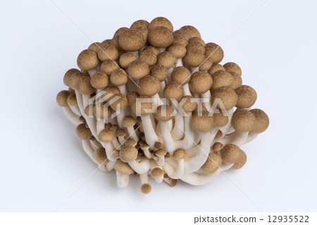 山毛櫸目次 12935522