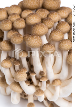 山毛櫸目次 山毛櫸目次 12935523