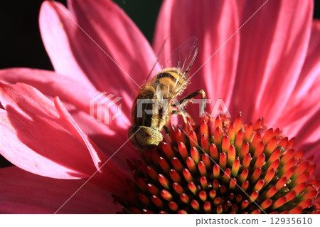 Kigoshi Hanabi came to Echinacea Kigoshi Hanabi came to Echinacea 12935610