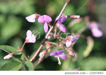 Alecidnus巴厘島花 12935665