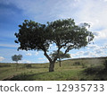 Kenya, sausage tree / Sausage Tree in Kenya 12935733