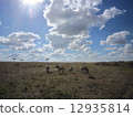 Kenya · Masai Mara National Park, Zebras in Maasai Mara, Kenya 12935814