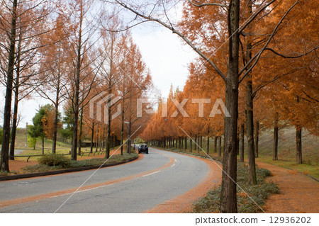 The autumn leaves of the metasequoia trees 12936202