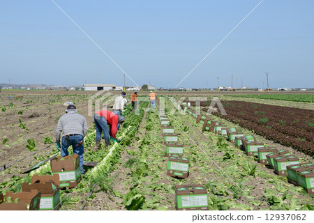 American farm work 12937062