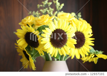 sunflower	 12937101