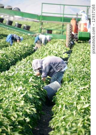 American Pablican farmer American Pablican farmer 12937168