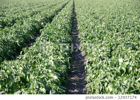 American Pablican farmer American Pablican farmer 12937174