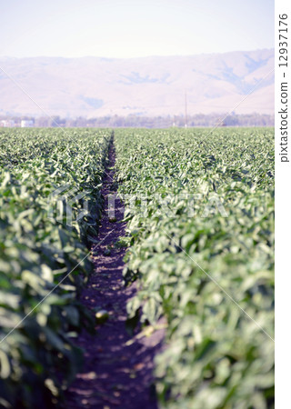 American Pablican farmer American Pablican farmer 12937176