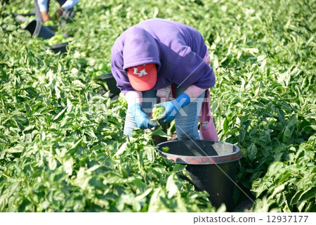 American Pablican farmer 12937177