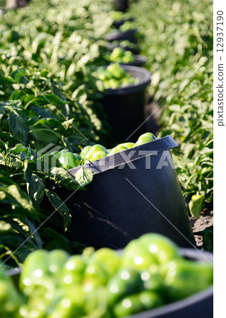 American Pablican farmer 12937190