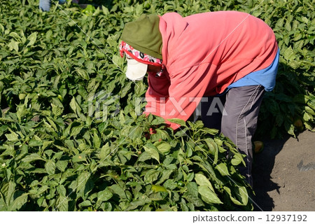 American Pablican farmer 12937192