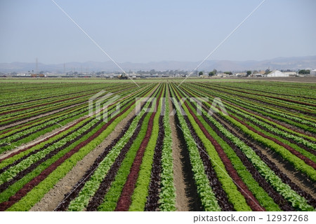 美國生菜農民 美國生菜農民 12937268